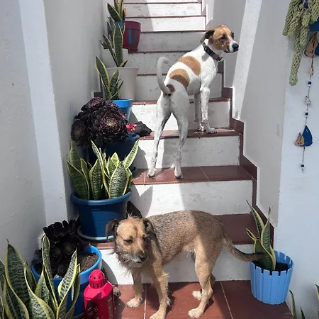 La Buganvilla *