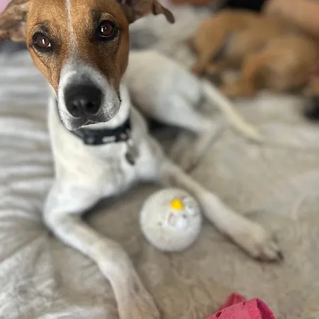 בית הארחה El Charco *