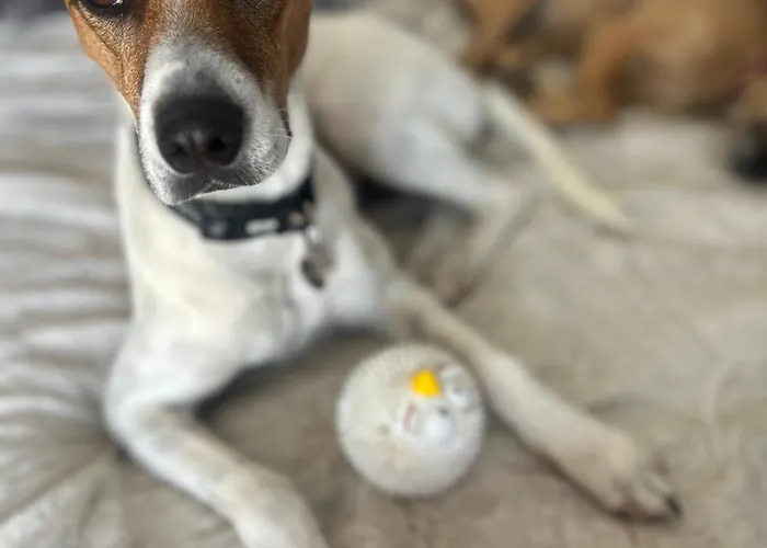 Πανσιόν El Charco *